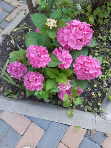  - Flori grădină primăvara 2018