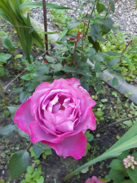  - Flori grădină primăvara 2018