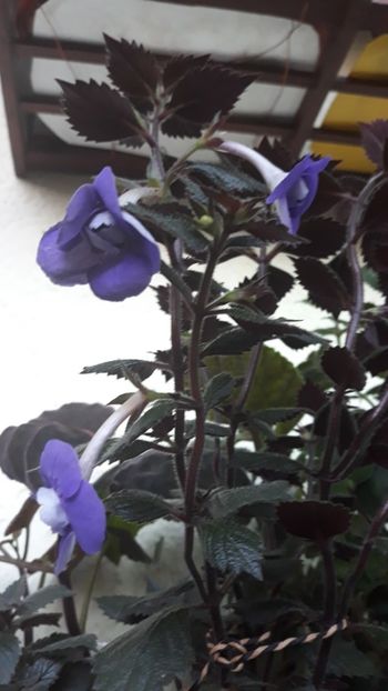  - R18 Illya Melnik - renuntat