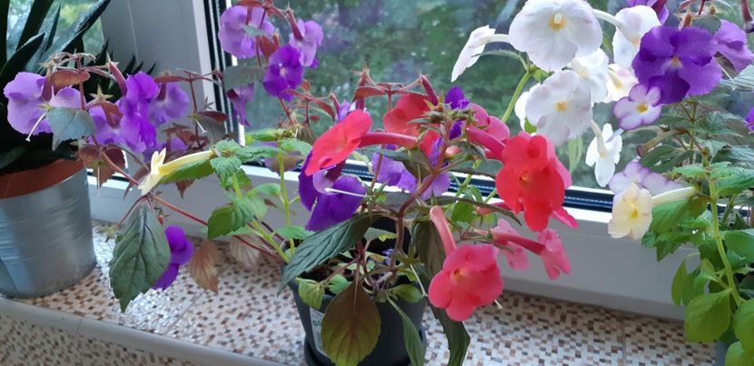  - Achimenes