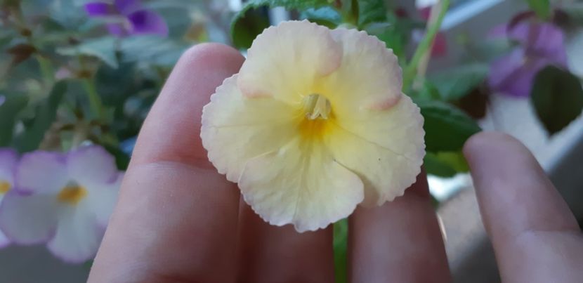 Ultimul inflorit Huge aufray ❤ - Achimenes
