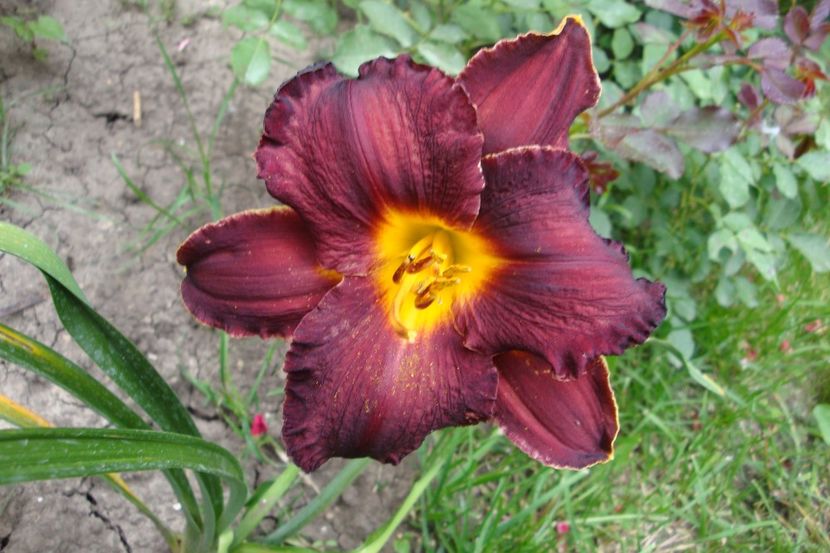  - Hemerocallis