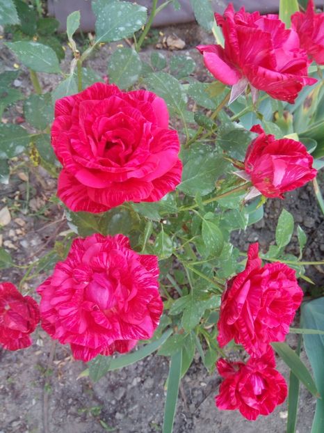  - DIMOV NR 60 Red Intuition