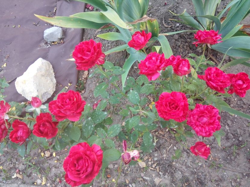  - DIMOV NR 60 Red Intuition