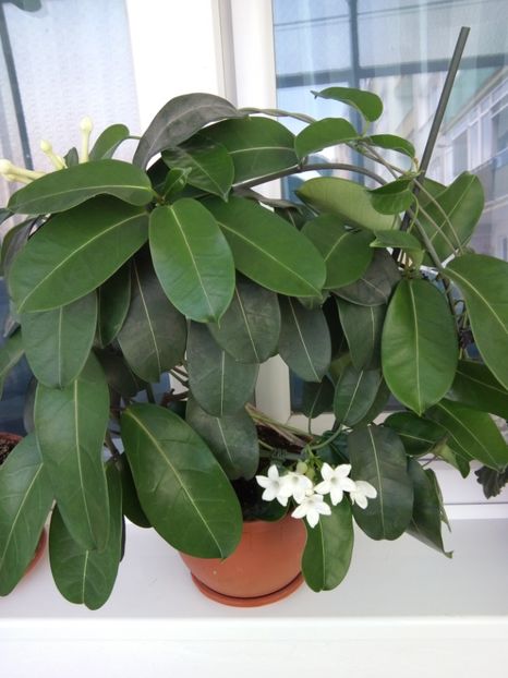  - florile mele dragi