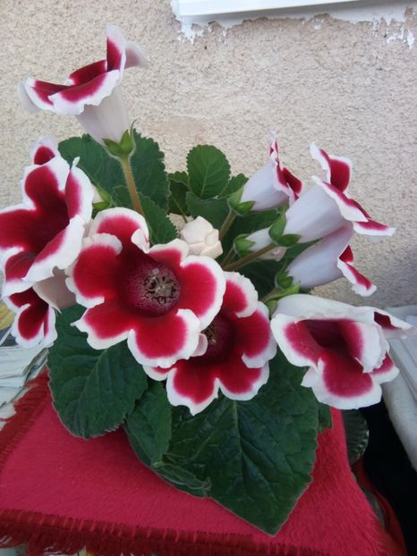  - florile mele dragi