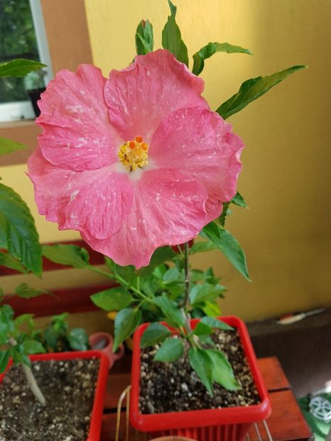 Pink A - 1-2 HIBISCUS