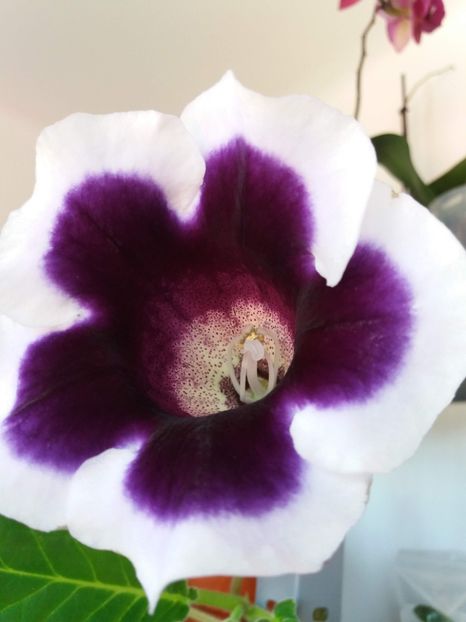 Kaiser Wilhelm - gloxinia 2018