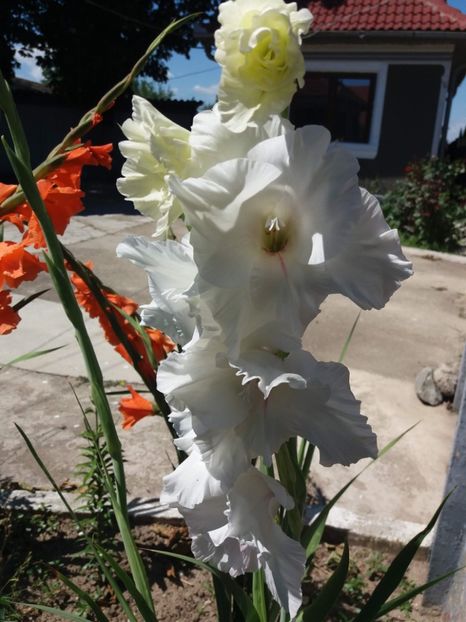  - gladiole