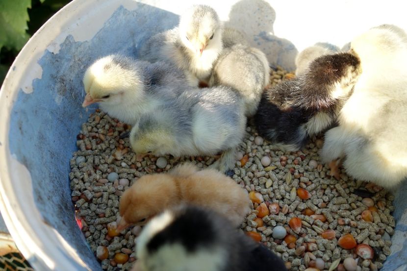  - G - Mii de flori 2018