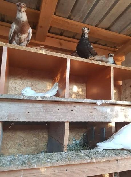 received_110407239877735 - Primii pui de tobosari germani pe 2018