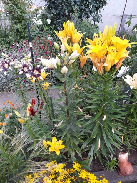  - Flori de grădină-2018 Vara