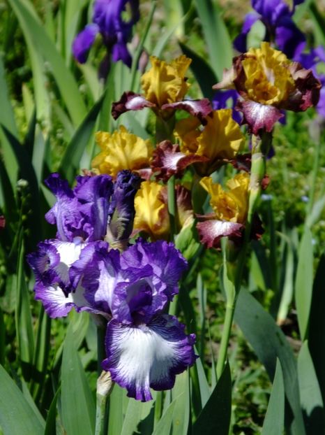  - 2018_07_Irisi_inalti