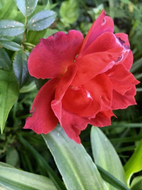 Maro - Trandafiri 2018 ll