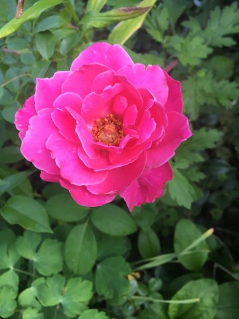 ? - Trandafiri 2018 ll