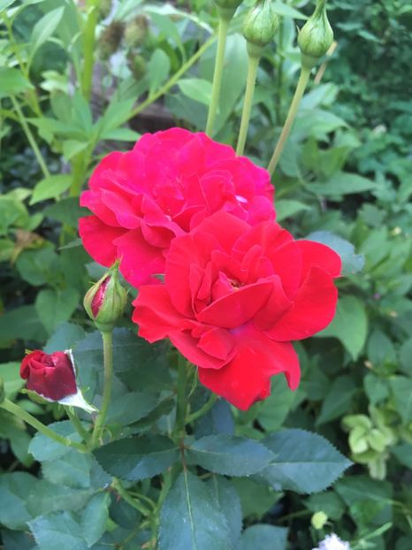 gradinamax - Trandafiri 2018 ll