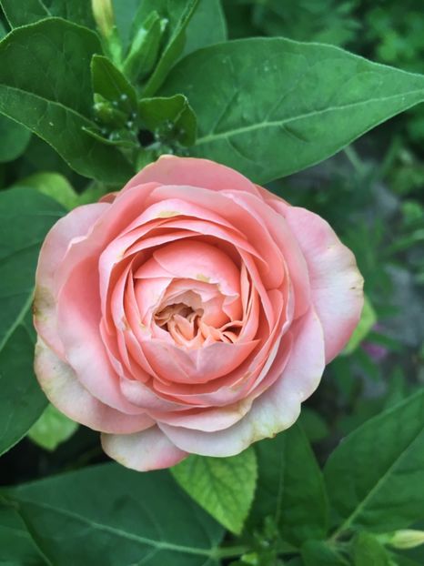 bulgaresc - Trandafiri 2018 ll