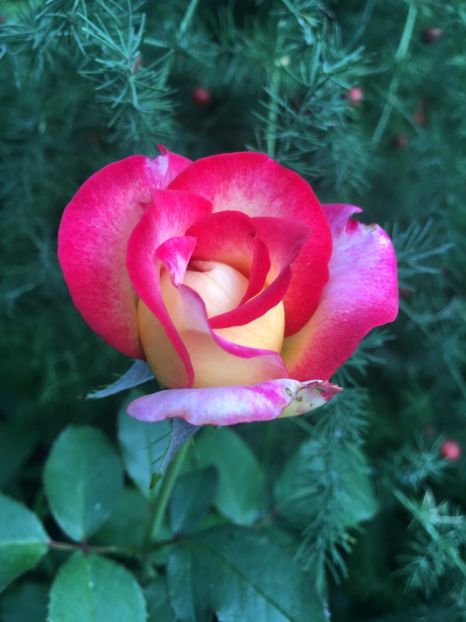 Leo - Trandafiri 2018 ll