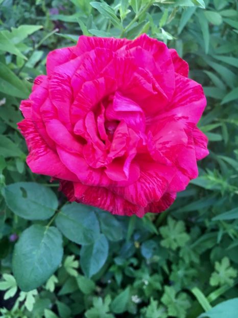 red intuition - Trandafiri 2018 ll