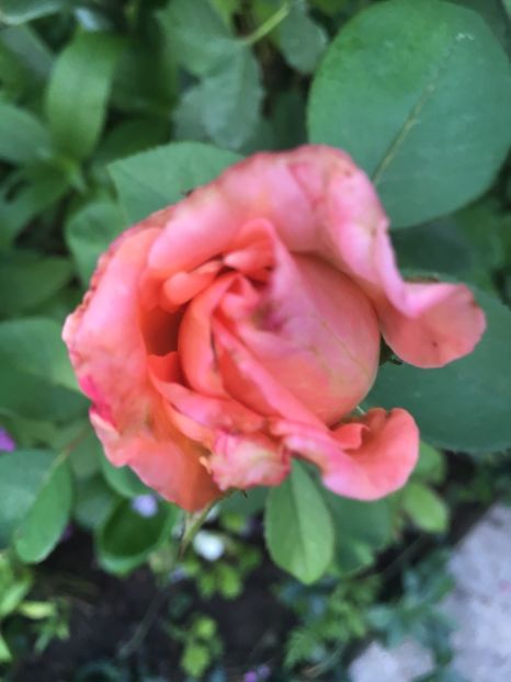  - Trandafiri 2018 ll