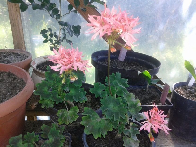 IMG-20180704-WA0010 - plante de interior