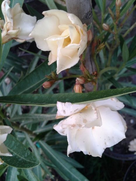 IMG-20180628-WA0002 - plante de interior