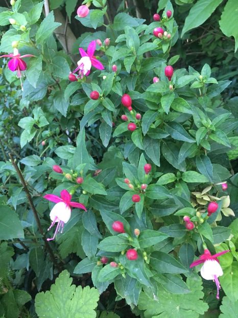 0E886B06-8FC0-45EB-93BF-2188D250D5CC - Fucsii 2018