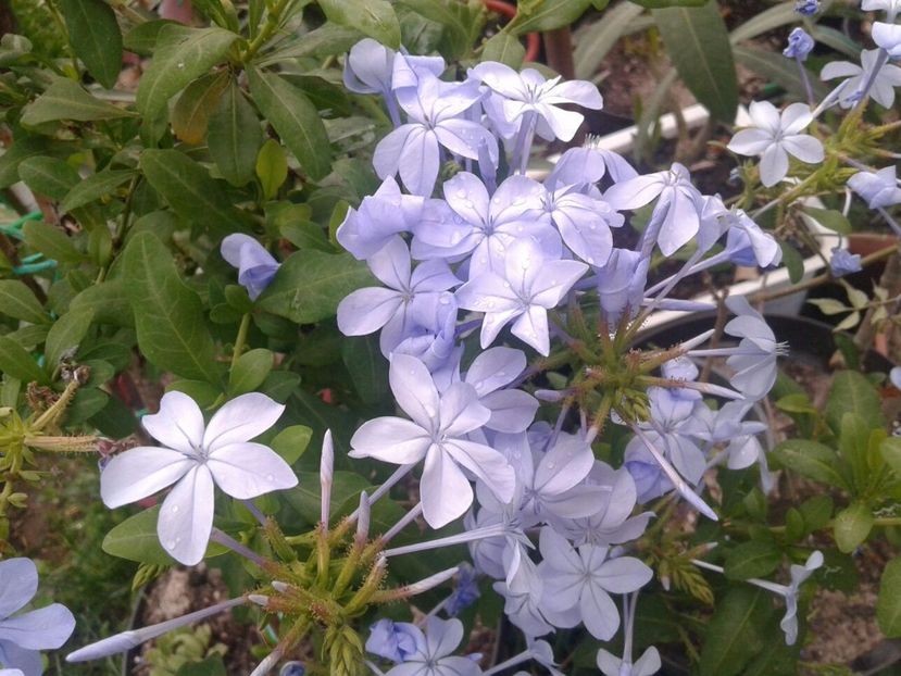 IMG-20180623-WA0006 - plante de interior