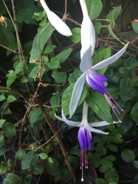 7FC54D33-2977-4563-A58F-666D5DD24C7D - Fucsii 2018