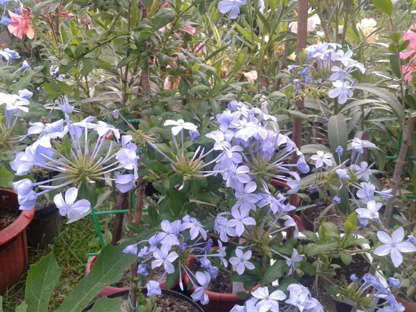 IMG-20180623-WA0005 - plante de interior