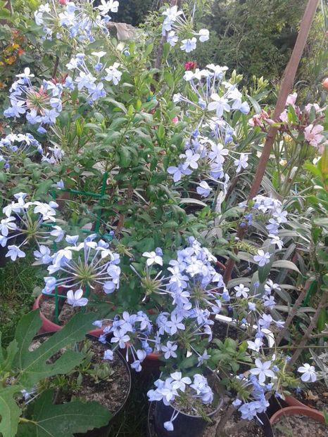 IMG-20180622-WA0022 - plante de interior