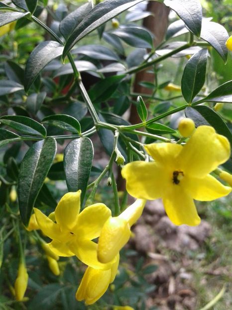 IMG-20180613-WA0022 - plante de interior