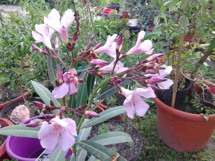 IMG-20180613-WA0001 - plante de interior