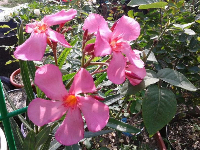 IMG-20180612-WA0015 - plante de interior