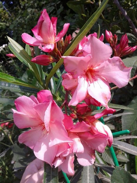 IMG-20180612-WA0014 - plante de interior