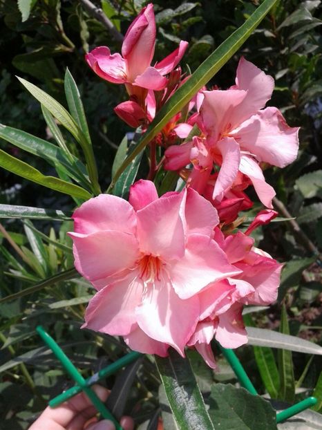 IMG-20180612-WA0013 - plante de interior