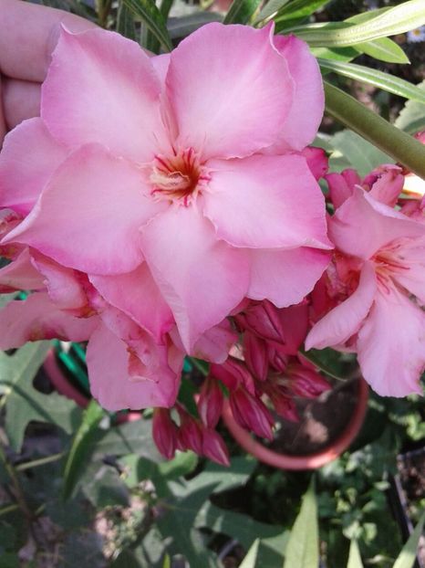 IMG-20180612-WA0012 - plante de interior