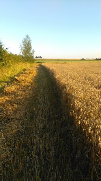 mult asteptat - Grau 2018 !