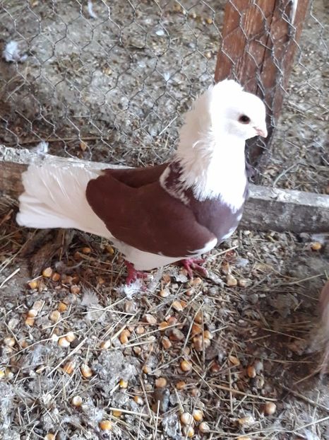 M 2017 - Por ornament