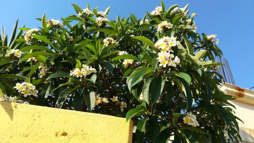  - Flori de peste mari si tari