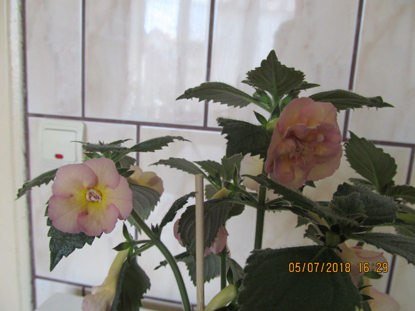  - Yellow English Rose
