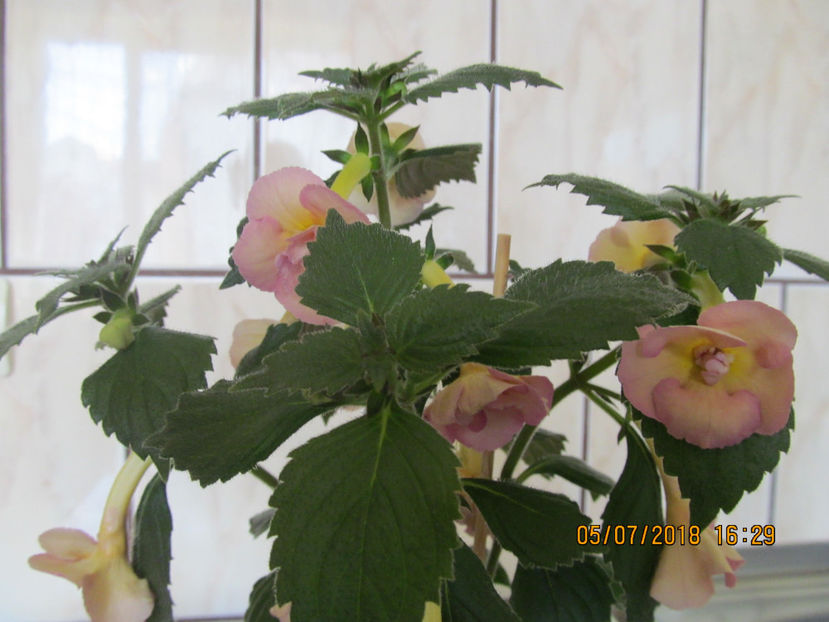  - Yellow English Rose