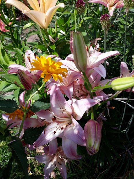  - Flori de grădină-2018 Vara