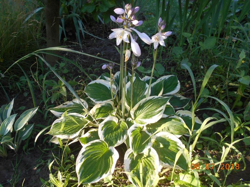 hosta patriot - 3Vara 2018
