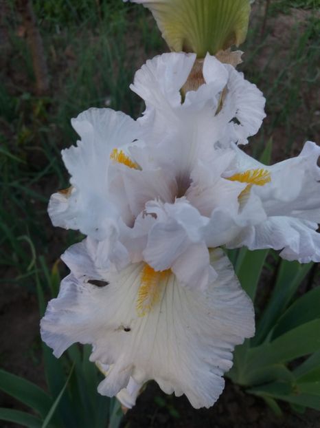  - A Irisi disponibili in 2018