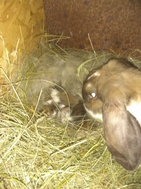  - 01 Cuib 30 06 2018