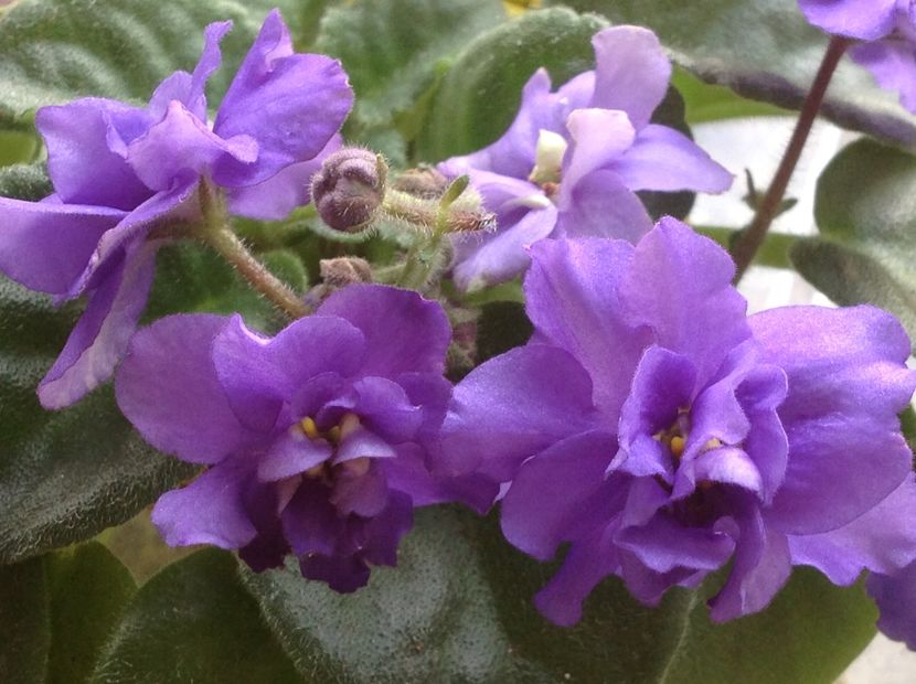 AE Neznaika sport - Violete de colecție cand nu poti sa te oprești 2018aprilie