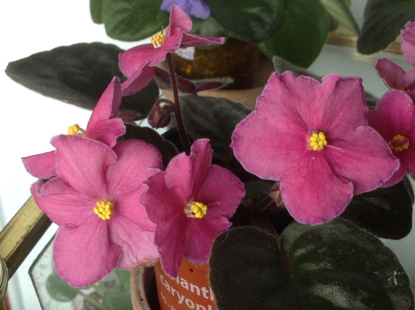 Ode to Beauty - Violete de colecție cand nu poti sa te oprești 2018aprilie