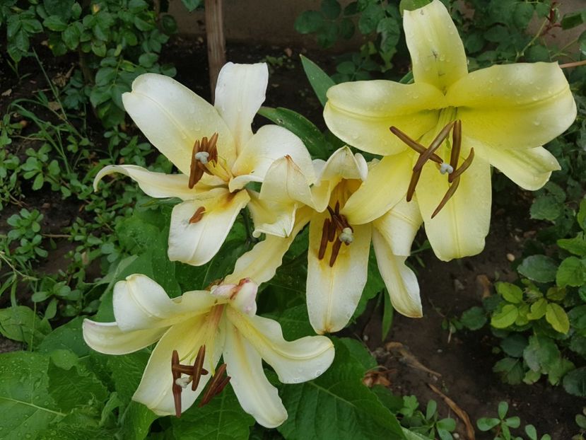 honeymoon - 03 crini