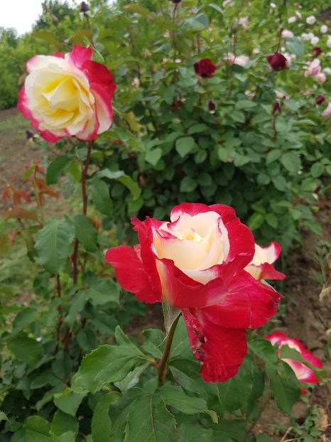  - double delight